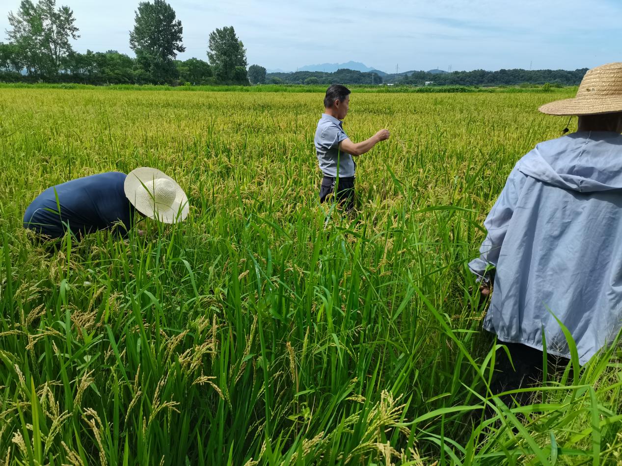 米乐M6官方青阳县新河镇：众点发力 守好粮食安好丰收“义务田”(图2)