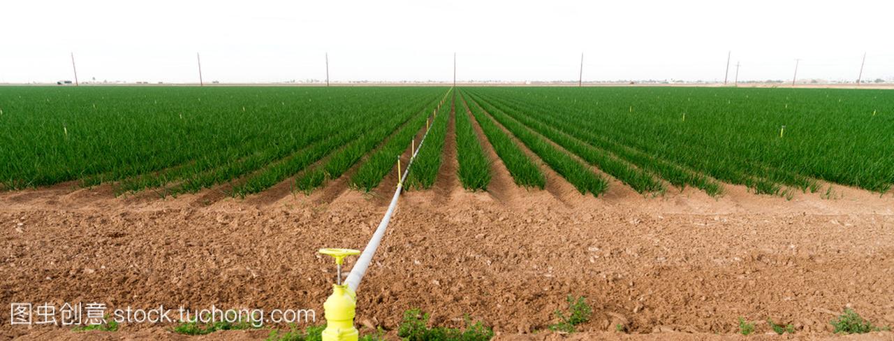 米乐M6网站粮食种植板块研报：粮价